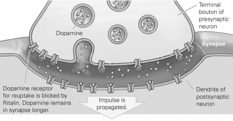   -Refer to the figure for the following question: Drug addiction is characterized by tolerance, in which the user must ingest more of the drug to obtain the same effect. Cellularly, tolerance can be explained by the fact that prolonged use of a drug such as cocaine leads to ________ in the number of receptor proteins present in the postsynaptic neuron. A)  an increase B)  a decrease C)  no change D)  a regulation