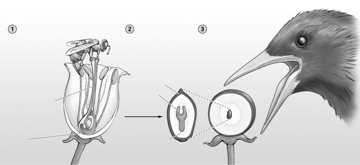   -The diagram shows flowers, seeds, and fruits. All the following make up a seed EXCEPT a(n) A) embryo. B) food source for embryo. C) seed coat. D) stamen.