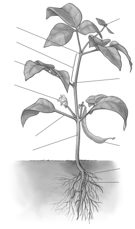   -As shown here, what is a bean/bean pod actually? A) stem B) fruit C) axillary bud D) petiole