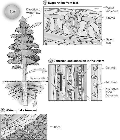   -What is the overall process illustrated by this diagram? A) C₄ adaptations B) CAM adaptations C) apical dominance D) transpiration