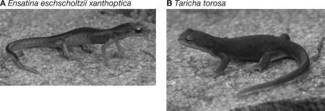 Explain the dynamics of mimicry between Ensatina eschscholtzii xanthoptica and Taricha torosa.