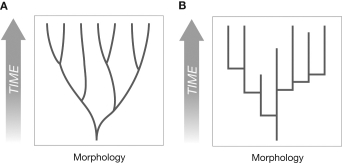 Which figure illustrates phyletic gradualism and which figure illustrates punctuated equilibrium? How does the concept of evolutionary change differ between the two?  <div style=padding-top: 35px> 