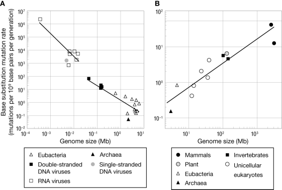 Based on the figure, what generalizations can we make about mutation rates across vastly different taxa?  <div style=padding-top: 35px> 