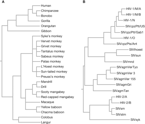The figure shows (A) a cladogram of primates and (B) a phylogram of primate lentiviruses. What do the branch lengths in each phylogeny represent?  <div style=padding-top: 35px> 