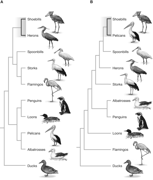 The figure shows two hypotheses about evolutionary relationships among aquatic birds. The phylogeny in (A) is based on data from morphological characters and in (B) from DNA sequence data. What is the reason for the differences between these phylogenies? What could you do to resolve the differences?  <div style=padding-top: 35px> 