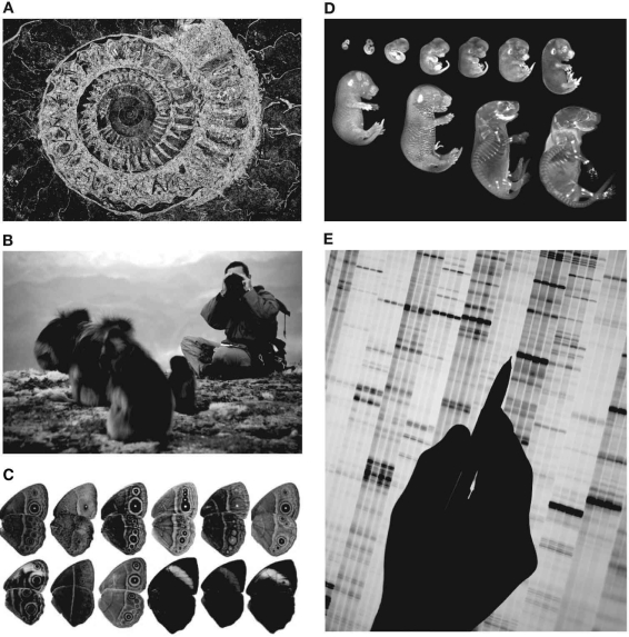 Sources for the data that evolutionary biologists use to test their hypotheses are derived from many subdisciplines of the biological sciences. Identify the five data sources shown in the photographs.  <div style=padding-top: 35px> 