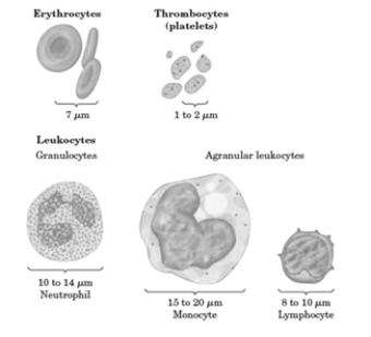 The following images shows some representations of some of the common components of blood.   -Which type of cell is involved in the clotting mechanism? A)  erythrocytes B)  thrombocytes C)  leukocytes D)  agranular leukocytes E)  All are involved at some point in the process of clot formation.