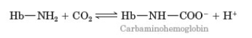 The following images shows some representations of some of the common components of blood.   -Consider the following reaction involved in carbon dioxide transport in the blood.   What happens to this reaction when the partial pressure of carbon dioxide decreases? A)  shifts to the right B)  shifts to the left C)  unaffected by muscle contraction