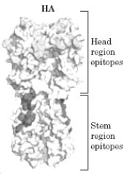 The following is a representation which shows a glycoprotein molecule, HA, found on the surface of a strain of the influenza A virus.   Which of the following correctly portrays the issues involved in the development of a vaccine for such a virus? A)  Much past research has developed vaccines that target the stem region epitopes. B)  The head region epitopes tend to show relatively constant composition among viruses. C)  Universal vaccines will most likely target the stem region epitopes. D)  Antibodies that attack the head region maybe an alternative to fight the disease.