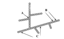 The following structure represents a storage polysaccharide such a glycogen or starch. Each sphere represent a monomer of the polymer.   -When this structure is broken down during metabolism, which of the following monomers might be produced? A)  glucose B)  maltose C)  sucrose D)  Both glucose and maltose could be produced. E)  All of the saccharides listed might produced.