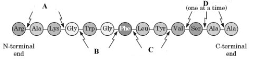 Examine the following structure.   -Which of the following refers to the biosynthesis of compounds? A)  anabolism B)  catabolism C)  metabolism D)  none of these