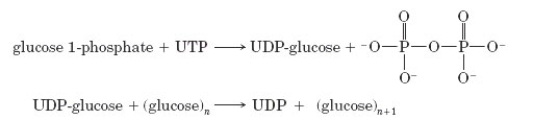 Consider the following reaction sequence.   -Consider the following diagram of a chloroplast.   Chloroplasts are similar to mitochondria in all but which of the following respects? A)  Both are highly membranous. B)  Both contain iron-sulfur complexes. C)  Both contain translocating ATP-ase. D)  Both utilize a proton gradient. E)  They are similar in all of these respects.