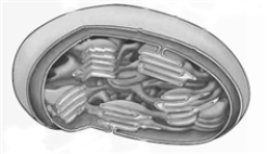 Consider the following reaction sequence.   -Consider the following diagram of a chloroplast.   Chloroplasts are similar to mitochondria in all but which of the following respects? A)  Both are highly membranous. B)  Both contain iron-sulfur complexes. C)  Both contain translocating ATP-ase. D)  Both utilize a proton gradient. E)  They are similar in all of these respects.