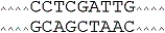 The restriction endonuclease TaqI recognizes the sequence TCGA and cuts it between T and C on both strands. What sticky ends will be produced when TaqI cuts the sequence which follows?   A)    B)    C)    D)   