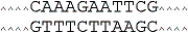 The restriction endonuclease EcoRI recognizes the sequence GAATTC and cuts it between G and A on both strands. What sticky ends will be produced when EcoRI cuts the sequence which follows?   A)    B)    C)    D)   