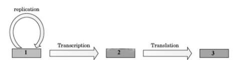The following block diagram is a representation of the general cases of the central dogma of molecular biology.   Which of the following correctly assigns a name to the numbered boxes? A)  1- DNA, 2-RNA, 3-Protein B)  1-Protein, 2-RNA, 3-DNA C)  1-RNA, 2-DNA, 3-Protein D)  1-DNA, 2-Protein, 3-RNA