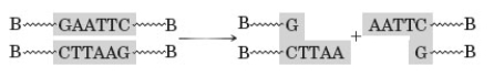 The following generalized reaction is used in one of the techniques for synthesizing recombinant DNA.   What type of enzyme is needed for reaction? A)  DNA ligase B)  restriction endonuclease C)  peptidyl transferase D)  DNA synthetase