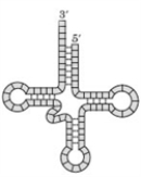 Consider the following image.   Which of the following substances has this structure? A)  mRNA B)  tRNA C)  rRNA