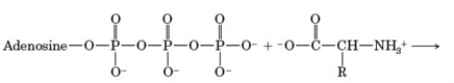 Consider the following reaction.     In the sequence of protein synthesis, what type of reaction is this? A)  activation B)  initiation C)  elongation D)  translocation E)  termination