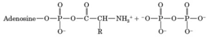 Consider the following reaction.     In the sequence of protein synthesis, what type of reaction is this? A)  activation B)  initiation C)  elongation D)  translocation E)  termination