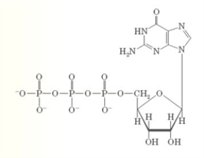 Examine the following structural formula.   -Which of the following would be a correct name for this substance? A)  dGTP B)  GTP C)  ATP D)  dATP