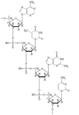 Examine the following structural formula.   -Which of the following correctly classifies this structure? A)  primary structure B)  secondary structure C)  higher order structure