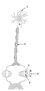 Consider the following diagram of a neuron.   -Which of the following distinguishes a neurotransmitter from a hormone? A)  the diversity of compounds in the classification B)  the chemical structure of the compounds C)  the source of the compound D)  the distance over which it acts E)  all of the above