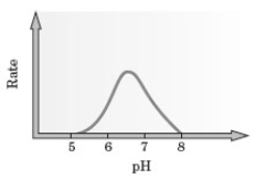Consider the following graph for the rate of an enzyme catalyzed reaction.   What would be the optimum pH for carrying out this reaction? A)  5.0 B)  6.5 C)  7.5 D)  8.0 E)  Any pH between 5.0 and 8.0.