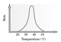 Consider the following graph for the rate of an enzyme catalyzed reaction.   Approximately, what would be the optimum temperature for carrying out this reaction? A)  20°C B)  25°C C)  35°C D)  45°C E)  Any temperature between 20°C and 50°C.