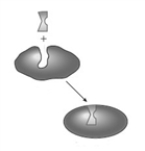 Consider the following two images depicting enzyme behavior.     A B Which model provides a better explanation of noncompetitive inhibition? A)  A only B)  B only C)  Both A and B provide equally good explanations.