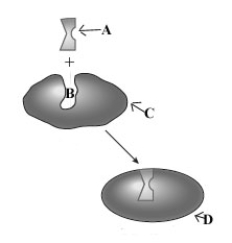 Consider the following image depicting enzyme behavior.   Which of the following correctly characterizes the components of this model? A)  A - enzyme, B - substrate, C - active site, D - E-S complex B)  A - substrate, B - active site, C - enzyme, D - E-S complex C)  A - active site, B - substrate, C - E-S complex, D - enzyme D)  A - substrate, B - enzyme, D - E-S complex, D - active site