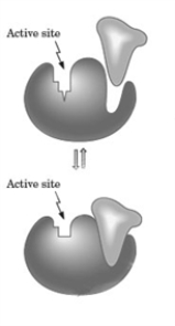 Consider the following image depicting enzyme regulation.   Which of the following is depicted by this model? A)  protein modification B)  allosterism C)  competitive inhibition D)  isoenzyme action
