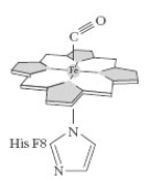 Consider the complex formed between myoglobin and CO.   Which of the following correctly describes this substance? A)  There are four coordinate covalent bonds in the structure. B)  Fe(II)  has four d electrons. C)  Fe obeys the 18-electron rule. D)  All of the above are correct for this substance.