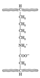 Consider the following image.   What type of interaction is depicted by the dashed line? A)  hydrogen bonding B)  covalent bonding C)  hydrophobic interactions D)  salt bridges E)  metal ion coordination