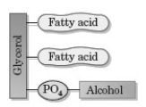 Examine the following structure.   -Examine the following structure.   Which of the following is the correct classification of this substance? A)  complex lipid B)  phospholipid C)  glycerophospholipid D)  All of these are correct classifications.