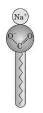Examine the following figure.   Which of the following does it represent? A)  soap B)  detergent C)  micelle D)  either a or b