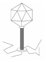 <strong>Viruses that infect bacteria are known as complex viruses. Which of the following diagrams represents a complex virus?</strong> A) B) C) D)
