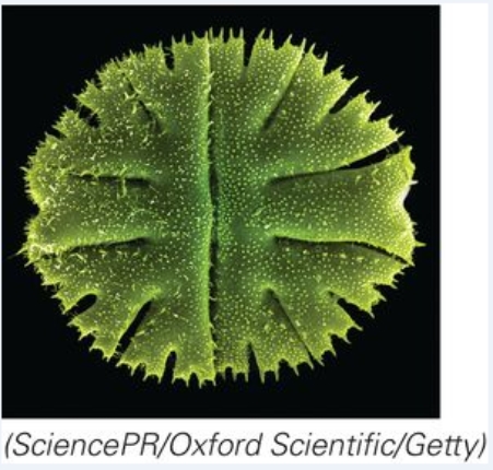 <strong>This microorganism uses _____ to get its food. </strong> A)pinocytosis B)endocytosis C)photosynthesis D)phagocytosis