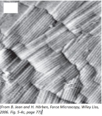The image of this fungus was taken using a:   A) confocal microscope B) atomic force microscope C) compound light microscope D) fluorescence microscope
