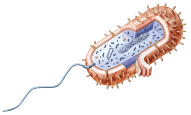 This type of cell is a _____.   A) prokaryote. B) eukaryote. C) Both A and B are correct D) Neither A nor B are correct