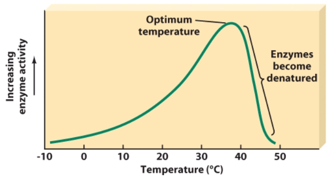 At which temperature do enzymes begin to denature?   A) 20 degrees Celsius B) 30 degrees Celsius C) 40 degrees Celsius D) 50 degrees Celsius