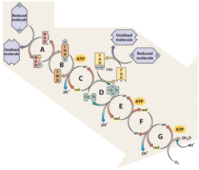 <strong>As electrons are passed from carrier to carrier,their energy changes.At which point in the chain would you expect the energy of the electrons to be the lowest? </strong> A)A B)G C)C D)F E)E