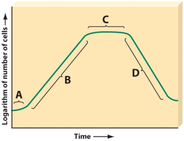 This phase decreases at a logarithmic rate.   A) A B) B C) C D) D