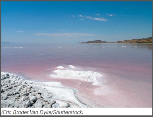 Microbes that live in this environment actively transport _____ out of their cells.   A) potassium B) oxygen C) sodium D) nitrogen