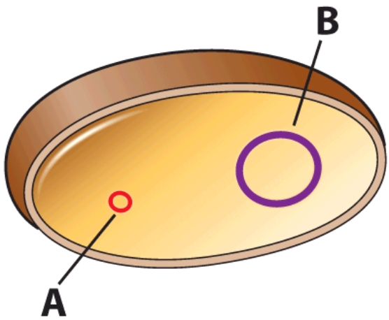 Which of the following may contribute to resistant strains of bacteria?   A) A B) B C) Both A and B are correct D) Neither A nor B are correct