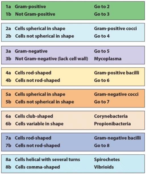 Use the following dichotomous key to determine the identity of an organism with the following characteristics: not Gram (+) ,not Gram (-) ,not rod-shaped,not spherical-shaped,and it is comma-shaped.   A) Spirochetes B) Vibrioids C) Corynebacteria D) Mycoplasma