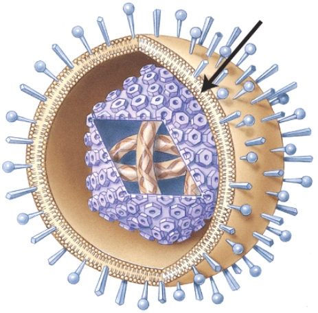 Which structure of the herpesvirus is represented by the arrow?   A) Capsid B) Nucleic acid core C) Spikes D) Envelope