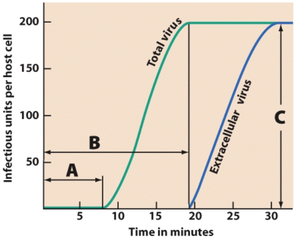 Identify the portion of the growth curve that represents the time after penetration to the release of mature phages.   A) A B) B C) C
