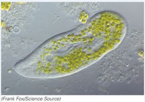 This organism moves by:   A) pseudopodia B) cilia C) flagella D) microtubules
