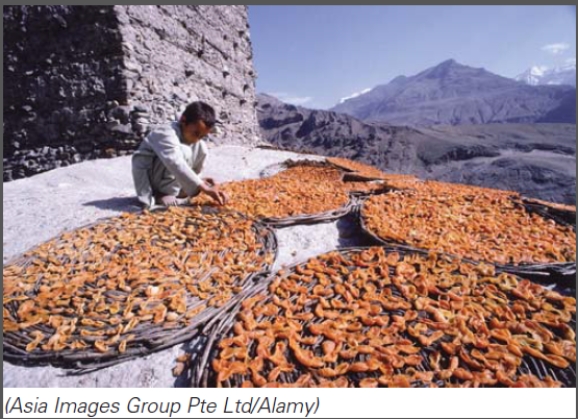 What are the benefits of drying fruit,as depicted in this image?   A) Drying is a method that can be used to preserve foods such as fruits. B) Drying minimizes the spread of infectious agents. C) Endospores that survive drying fruit, do not produce harmful toxins. D) All of these choices